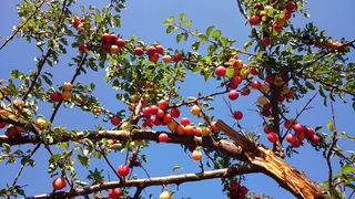 Jutarnji đir Puta Bajlom, foto: Iva Perinčić