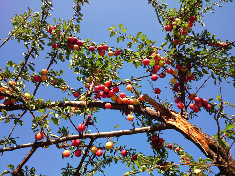 Jutarnji đir Puta Bajlom, foto: Iva Perinčić