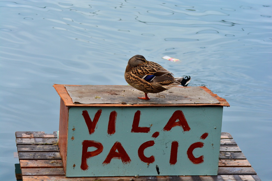Đir 17. prosinca – uvala Maestral, Foto: Iva Perinčić