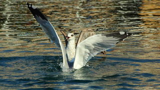 Galeb, Foto: Petar Botteri Galeb, Foto: Petar Botteri