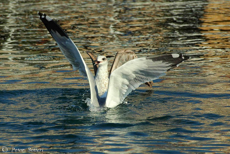 Galeb, Foto: Petar Botteri Galeb, Foto: Petar Botteri
