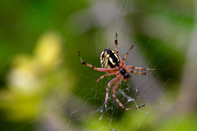 Cvijeće, bube, pauk, foto: Leo Banić