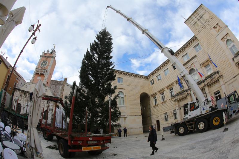 25.11.2013., Zadar – Na Narodnom trgu postavljena je jelka koja ce do prvog mjeseca 2014. krasiti najfrekventnije mjesto u centru grada. Photo: Filip Brala/PIXSELL Autor Filip Brala/PIXSELL KLJUČNE RIJEČI Narodni trg, bor, Jelka, Bozicni ugodjaj, bozi 25.11.2013., Zadar – Na Narodnom trgu postavljena je jelka koja ce do prvog mjeseca 2014. krasiti najfrekventnije mjesto u centru grada. Photo: Filip Brala/PIXSELL Autor Filip Brala/PIXSELL KLJUČNE RIJEČI Narodni trg, bor, Jelka, Bozicni ugodjaj, bozi