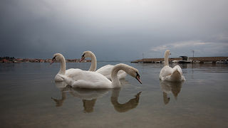 Labudovi u Bibinjama 10. siječnja 2013, Foto: Leo Banić