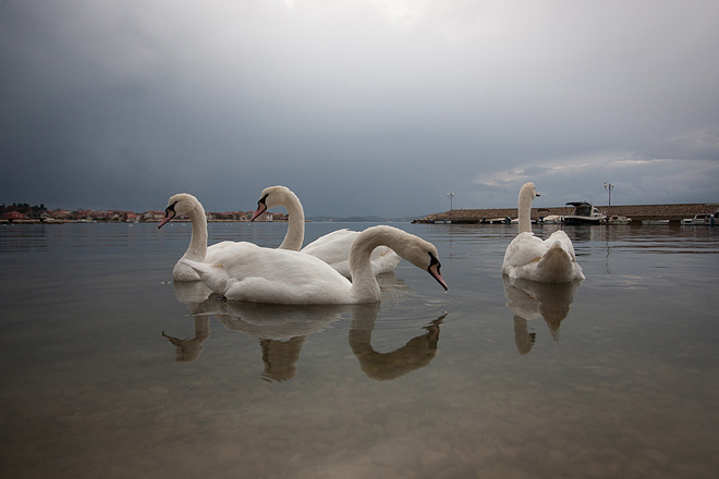 Labudovi u Bibinjama 10. siječnja 2013, Foto: Leo Banić