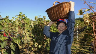 Stankovci, 101010. Zadnja berba grozdja vodicke obitelji Roca u njihovom vinogradu. Po tradicionalnom obicaju zenski dio beraca bio je u vodickim “radnim nosnjama” koje su zene nekada nosile. Foto: Marija Mihic / Cropix Stankovci, 101010. Zadnja berba grozdja vodicke obitelji Roca u njihovom vinogradu. Po tradicionalnom obicaju zenski dio beraca bio je u vodickim “radnim nosnjama” koje su zene nekada nosile. Foto: Marija Mihic / Cropix