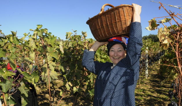 Stankovci, 101010. Zadnja berba grozdja vodicke obitelji Roca u njihovom vinogradu. Po tradicionalnom obicaju zenski dio beraca bio je u vodickim “radnim nosnjama” koje su zene nekada nosile.  Foto: Marija Mihic / Cropix