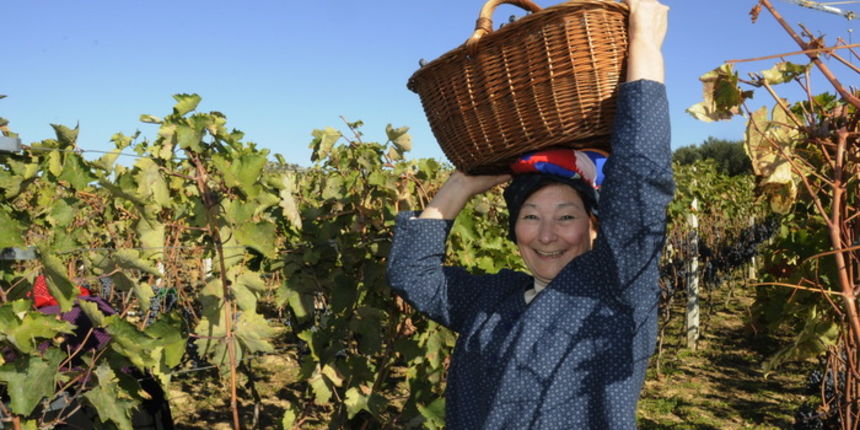 Stankovci, 101010. Zadnja berba grozdja vodicke obitelji Roca u njihovom vinogradu. Po tradicionalnom obicaju zenski dio beraca bio je u vodickim “radnim nosnjama” koje su zene nekada nosile. Foto: Marija Mihic / Cropix Stankovci, 101010. Zadnja berba grozdja vodicke obitelji Roca u njihovom vinogradu. Po tradicionalnom obicaju zenski dio beraca bio je u vodickim “radnim nosnjama” koje su zene nekada nosile. Foto: Marija Mihic / Cropix