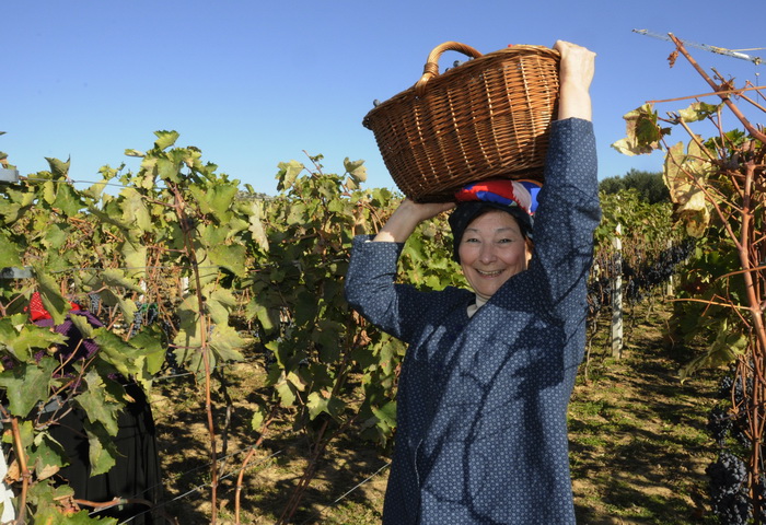 Stankovci, 101010. Zadnja berba grozdja vodicke obitelji Roca u njihovom vinogradu. Po tradicionalnom obicaju zenski dio beraca bio je u vodickim “radnim nosnjama” koje su zene nekada nosile. Foto: Marija Mihic / Cropix Stankovci, 101010. Zadnja berba grozdja vodicke obitelji Roca u njihovom vinogradu. Po tradicionalnom obicaju zenski dio beraca bio je u vodickim “radnim nosnjama” koje su zene nekada nosile. Foto: Marija Mihic / Cropix