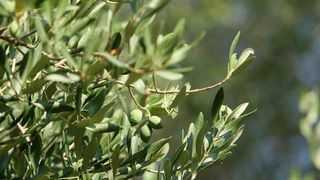 Lun: u posjeti tisućljetnom masliniku, Foto: Luka Stanzl/PIXSELL Lun: u posjeti tisućljetnom masliniku, Foto: Luka Stanzl/PIXSELL