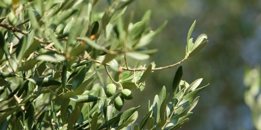 Lun: u posjeti tisućljetnom masliniku, Foto: Luka Stanzl/PIXSELL