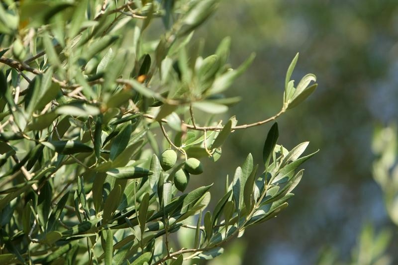Lun: u posjeti tisućljetnom masliniku, Foto: Luka Stanzl/PIXSELL Lun: u posjeti tisućljetnom masliniku, Foto: Luka Stanzl/PIXSELL