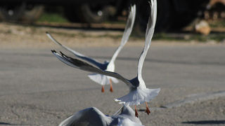 Galebovi u Jazinama, Foto: Leo Banić
