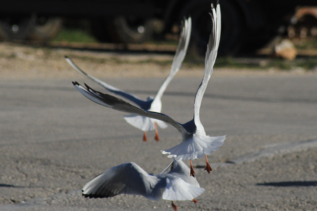 Galebovi u Jazinama, Foto: Leo Banić