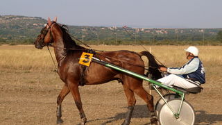 Polaca, utrke konja Oluja 95 Polaca, utrke konja Oluja 95