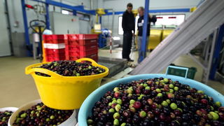 Zadar, 051112.
Uljare na zadarskom podrucju ubrzano preradjuju masline u ulje, ali prvi podaci govore da je ove godine randman izuzetno slab zbog velike suse u Dalmaciji. Detalj iz Uljare Zadar na Novom Bokanjcu u Zadru.
Foto: Jure Miskovic / CROPIX Zadar, 051112.
Uljare na zadarskom podrucju ubrzano preradjuju masline u ulje, ali prvi podaci govore da je ove godine randman izuzetno slab zbog velike suse u Dalmaciji. Detalj iz Uljare Zadar na Novom Bokanjcu u Zadru.
Foto: Jure Miskovic / CROPIX