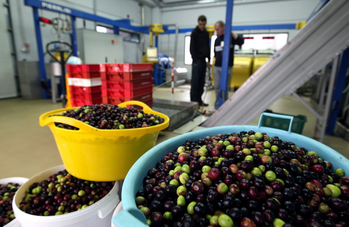 Zadar, 051112.
Uljare na zadarskom podrucju ubrzano preradjuju masline u ulje, ali prvi podaci govore da je ove godine randman izuzetno slab zbog velike suse u Dalmaciji. Detalj iz Uljare Zadar na Novom Bokanjcu u Zadru.
Foto: Jure Miskovic / CROPIX Zadar, 051112.
Uljare na zadarskom podrucju ubrzano preradjuju masline u ulje, ali prvi podaci govore da je ove godine randman izuzetno slab zbog velike suse u Dalmaciji. Detalj iz Uljare Zadar na Novom Bokanjcu u Zadru.
Foto: Jure Miskovic / CROPIX