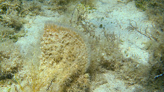 OLYMPUS DIGITAL CAMERA OLYMPUS DIGITAL CAMERA