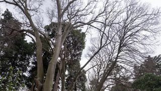 Đir po Perivoju Vladimira Nazora