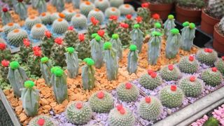 U Sv. Filip i Jakovu danas je otvoren 14. Festival cvijeća Zadarske županije, Foto: Dino Stanin/PIXSELL