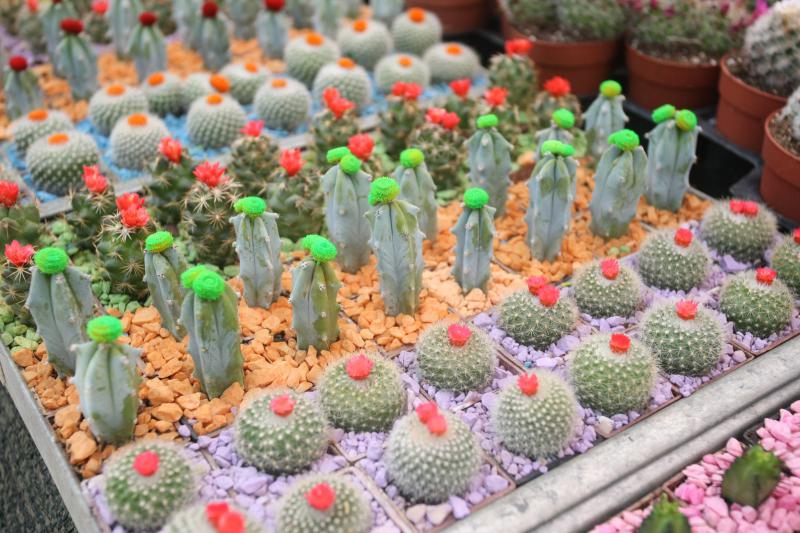 U Sv. Filip i Jakovu danas je otvoren 14. Festival cvijeća Zadarske županije, Foto: Dino Stanin/PIXSELL