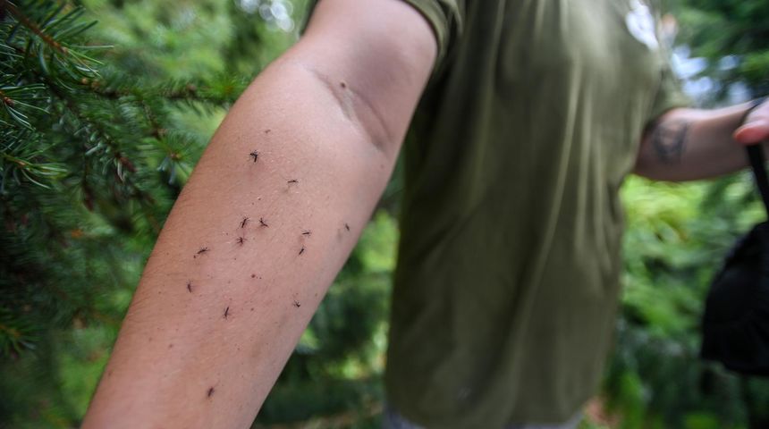 komarac komarci komarac komarci