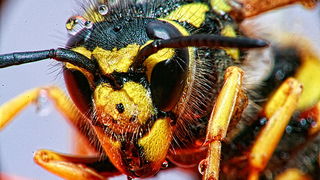 Bibinjski sinac, Foto: Leo Banic Bibinjski sinac, Foto: Leo Banic