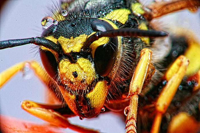 Bibinjski sinac, Foto: Leo Banic Bibinjski sinac, Foto: Leo Banic