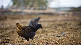Farma “Dar-mar” (foto:Saša Čuka)