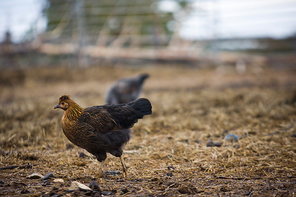 Farma “Dar-mar” (foto:Saša Čuka)