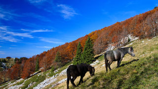 Đir do Zavižana, sjeverni Velebit, foto: Leo Banić