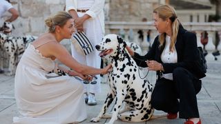 Red Carpet Dalmatian Walk @Trg pet bunara Red Carpet Dalmatian Walk @Trg pet bunara