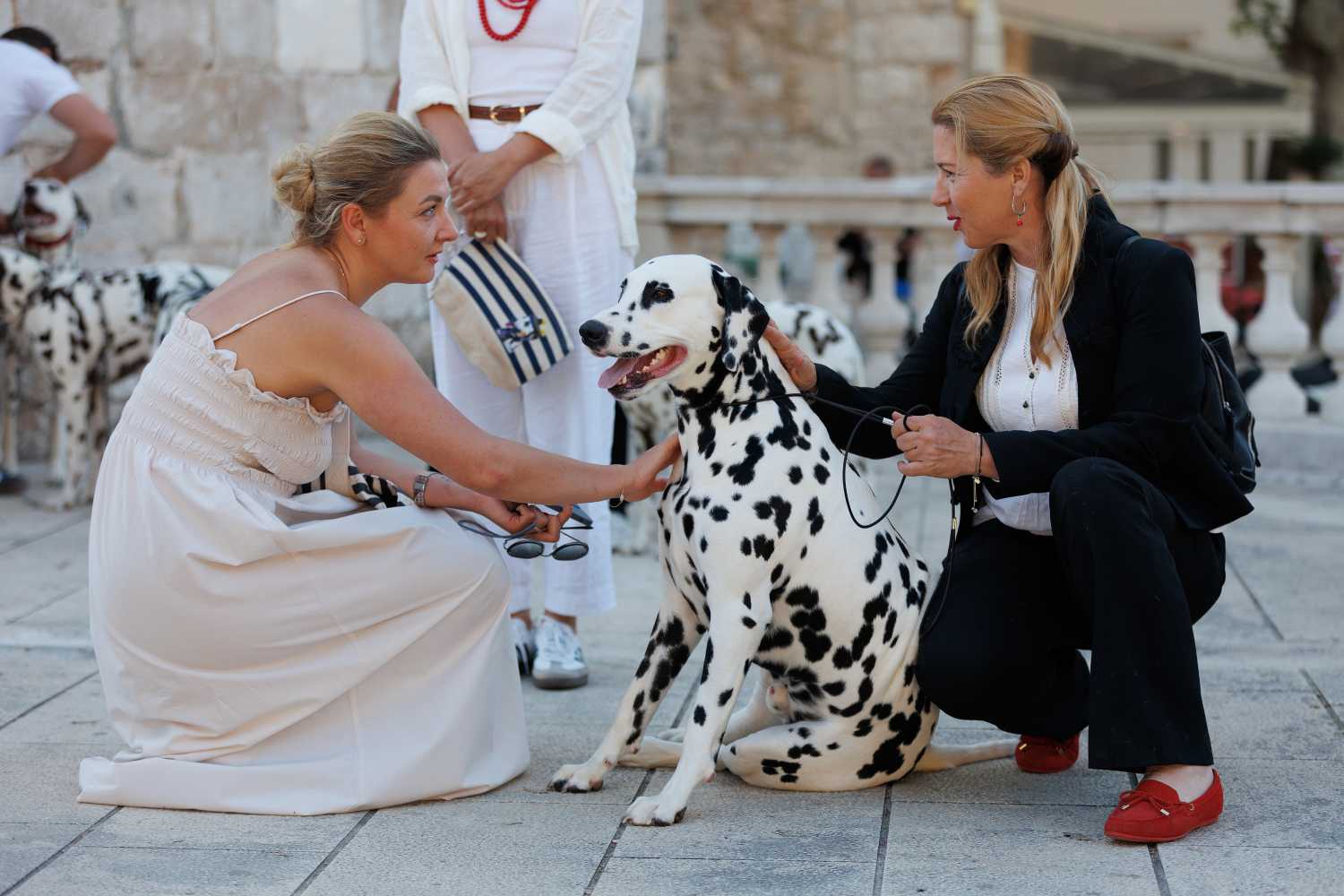 Red Carpet Dalmatian Walk @Trg pet bunara Red Carpet Dalmatian Walk @Trg pet bunara