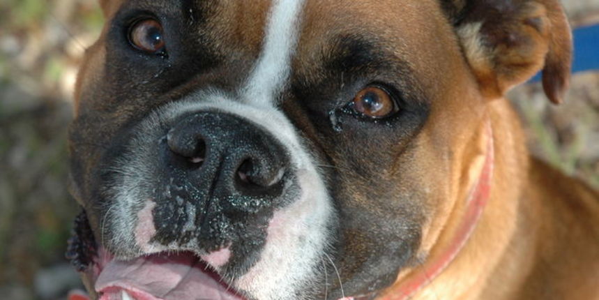 Pas bokser Pas bokser