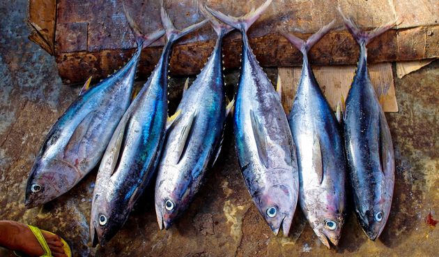 Plava riba i njezine prednosti: zašto je dobro konzumirati plavu ribu