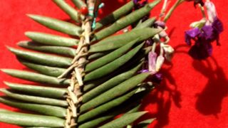 Radionica pletenja maslinovih grančica, foto: Karla Šorić Radionica pletenja maslinovih grančica, foto: Karla Šorić