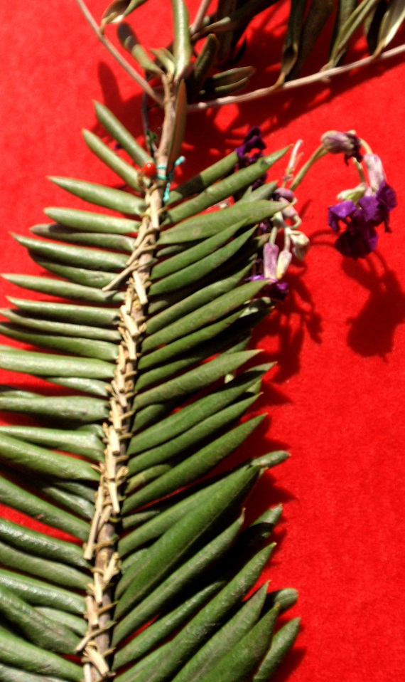 Radionica pletenja maslinovih grančica, foto: Karla Šorić Radionica pletenja maslinovih grančica, foto: Karla Šorić