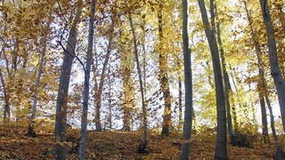 Varazdin, 301010.
Na podrucju brdovitog dijela opcine Vinice, koja je udaljena petnaest-ak kilometara od Varazdina ovih dana se moze vidjeti predivan spektar boja koje su nam dostupne samo nekoliko dana u godini.
Naime, pocetak opadanja lisca s drveca i p Varazdin, 301010.
Na podrucju brdovitog dijela opcine Vinice, koja je udaljena petnaest-ak kilometara od Varazdina ovih dana se moze vidjeti predivan spektar boja koje su nam dostupne samo nekoliko dana u godini.
Naime, pocetak opadanja lisca s drveca i p