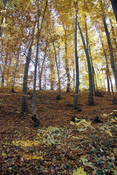 Varazdin, 301010.
Na podrucju brdovitog dijela opcine Vinice, koja je udaljena petnaest-ak kilometara od Varazdina ovih dana se moze vidjeti predivan spektar boja koje su nam dostupne samo nekoliko dana u godini.
Naime, pocetak opadanja lisca s drveca i p Varazdin, 301010.
Na podrucju brdovitog dijela opcine Vinice, koja je udaljena petnaest-ak kilometara od Varazdina ovih dana se moze vidjeti predivan spektar boja koje su nam dostupne samo nekoliko dana u godini.
Naime, pocetak opadanja lisca s drveca i p