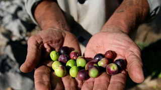 Pag, Lun, 221012.
Berba maslina u lunskom masliniku koji se nalazi kod mjesta Lun na otoku Pagu. Omedjen je suhozidima, prostire se na 400 hektara i sadrzi oko 80.000 stabala maslina. Najveci je maslinik u Hrvatskoj. U Lunskom masliniku rastu brojne jedin Pag, Lun, 221012.
Berba maslina u lunskom masliniku koji se nalazi kod mjesta Lun na otoku Pagu. Omedjen je suhozidima, prostire se na 400 hektara i sadrzi oko 80.000 stabala maslina. Najveci je maslinik u Hrvatskoj. U Lunskom masliniku rastu brojne jedin