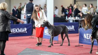 Izložba pasa na Zagrebačkom velesajmu Izložba pasa na Zagrebačkom velesajmu