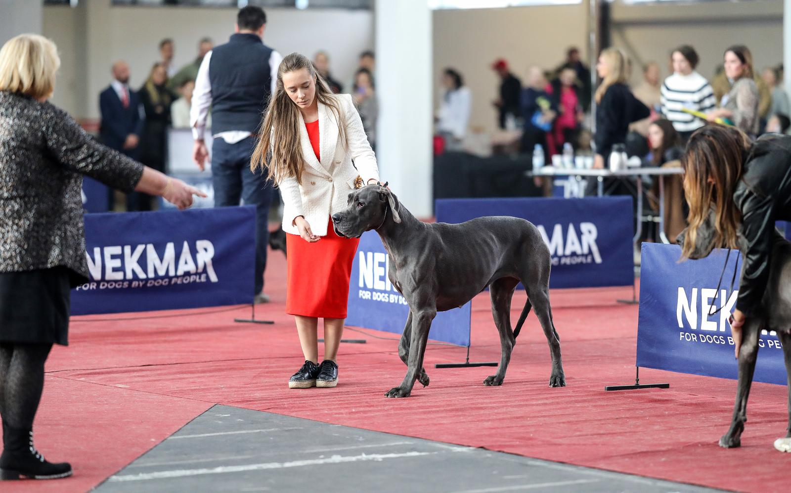 Izložba pasa na Zagrebačkom velesajmu Izložba pasa na Zagrebačkom velesajmu