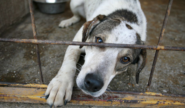 Azil za pse, Foto: Biljana Gaurina / CROPIX