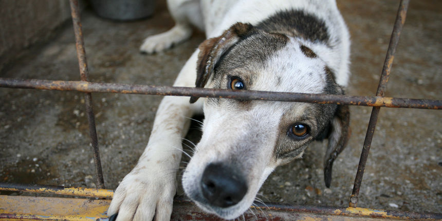 Azil za pse, Foto: Biljana Gaurina / CROPIX