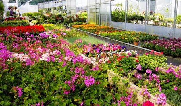 Cerodol, cvijeće, rasadnik