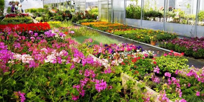 Cerodol, cvijeće, rasadnik Cerodol, cvijeće, rasadnik