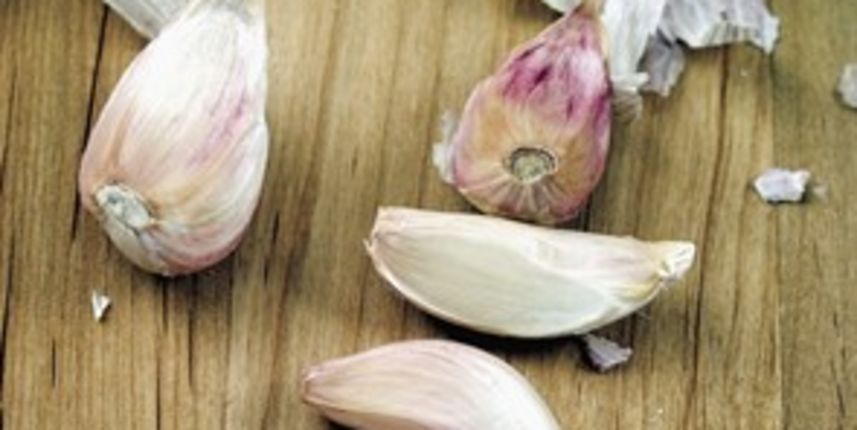 Češnjak (Tportal.hr)