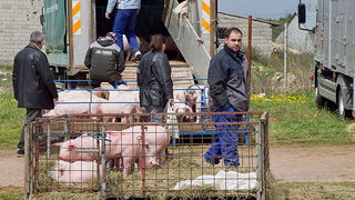 Benkovački sajam 10. travnja 2013, Foto: Leo Banić