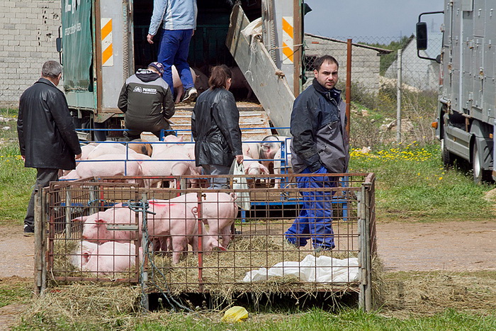 Benkovački sajam 10. travnja 2013, Foto: Leo Banić