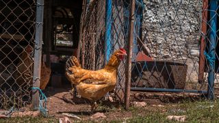 Simpatična galerija koja prikazuje životinjsku farmu na najvišem južnom vrhu Velebita – Crnopcu Simpatična galerija koja prikazuje životinjsku farmu na najvišem južnom vrhu Velebita – Crnopcu